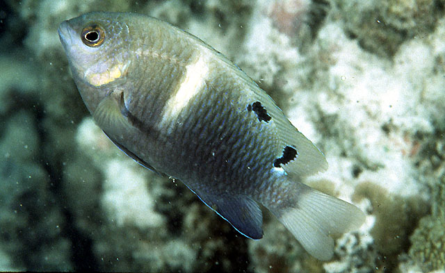 (Chrysiptera) Род ХРИЗИПТЕРЫ 33 вида